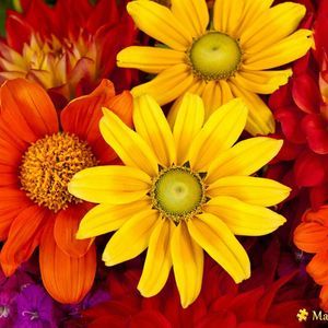 Meet your Posher, Beverly